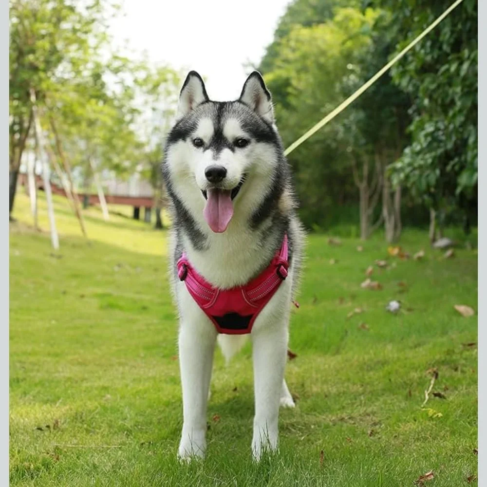 Voyager Pink Dog Harness